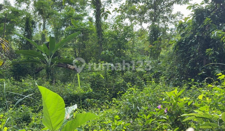 Jual Tanah Ciamis Murah, 100 Pohon Jati dan Albasia