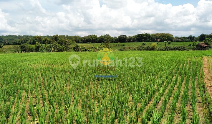 Tanah Sawah Luas Lokasi Kebakkramat