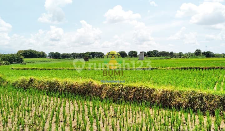 Tanah Sawah Luas Lokasi Kebakkramat