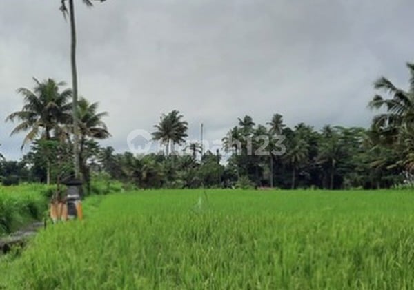 Land with Rice Field View in Premium Location Tirta Tawar, Ubud - Bali