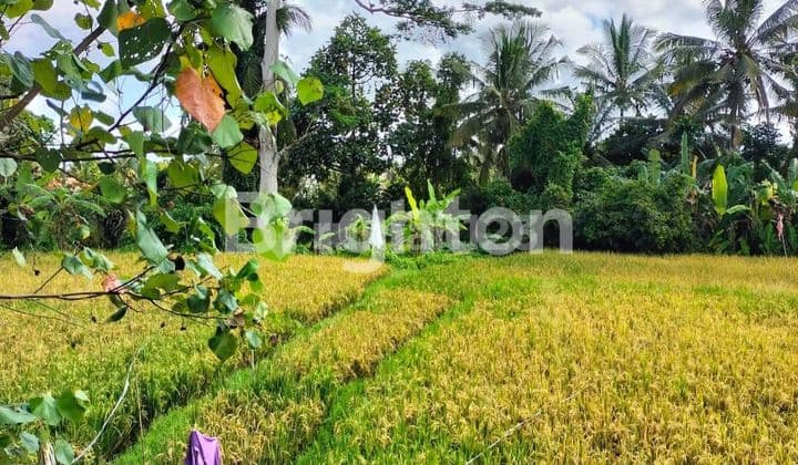 LAND IN A VERY COMFORTABLE AREA IN TIRTA TAWAR, UBUD - BALI