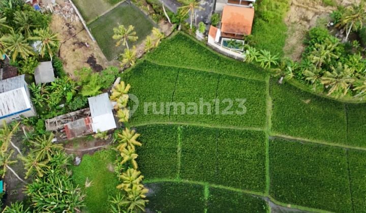 Beberapa Plot Tanah Kavling di Kawasan P. Nyanyi, Tabanan - Bali
