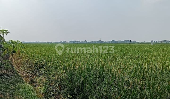 Dijual Tanah Sawah Jl Pangkalan Teluk Jambe Karawang Barat Luas 7000m2 Dekat Ke Pintu Toll Karawang Barat