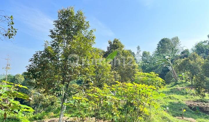 Dijual Tanah Kebun Jasinga Bogor 150Rb Permtr