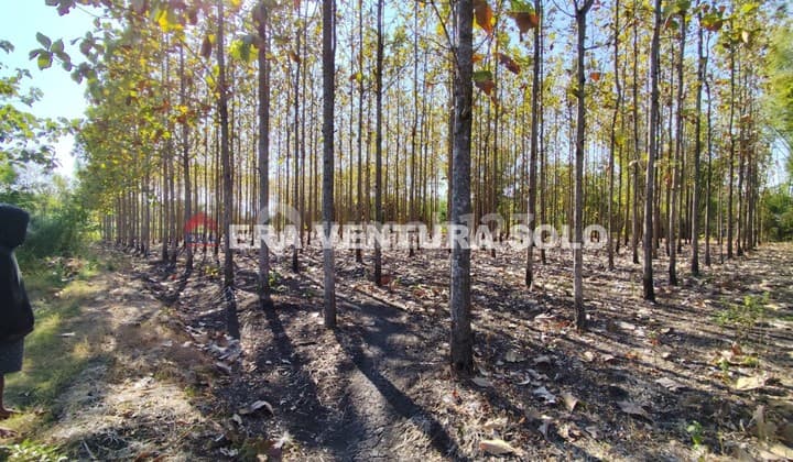 Kebon Jati Strategis Giriwoyo Wonogiri
