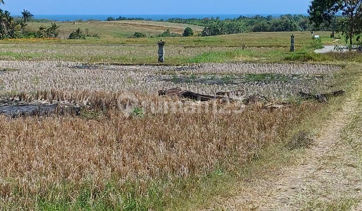 Land in Jalan Subak, Pantai Kelating Tabanan 2000 SHM m²