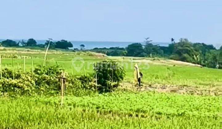 Land on Jalan Pantai Kelating Tabanan-Bali 500 SHM m²