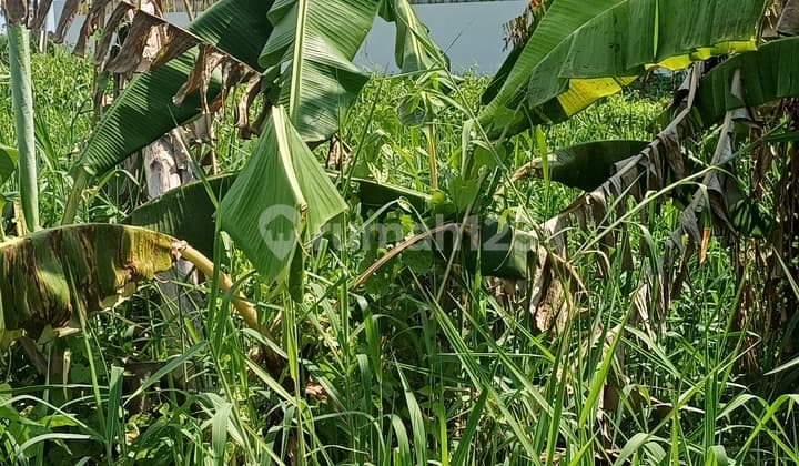 Tanah Di Jl. Jangga, Belalang Kedungu Shm 500.0 M²