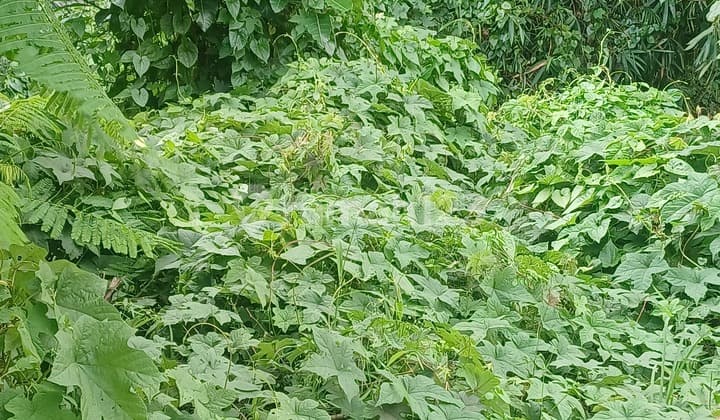 Land, 550 sqm, freehold title, located in Sempol Pererenan, Canggu