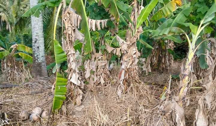 Tanah Untuk Investasi Harga Murah Di Sukawati