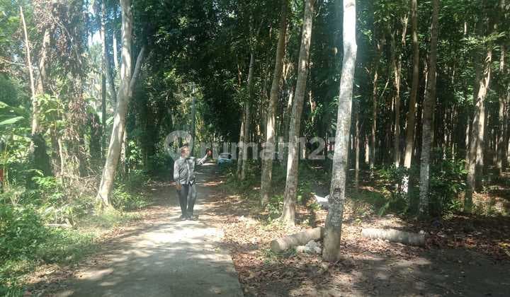 Tanah Kebun Mahoni Super Murah Untuk Investasi Dekat Objek Wisata