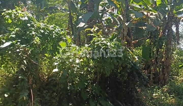 Tanah Murah Ubud Zona Kuning Siap Bagun Ada 2 Jalan