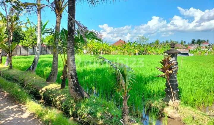 Tanah Luas Di Batubulan Kangin, Cocok Untuk Kavling,