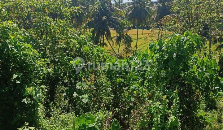 Tanah Kavling Termurah Di Central Ubud View Keren
