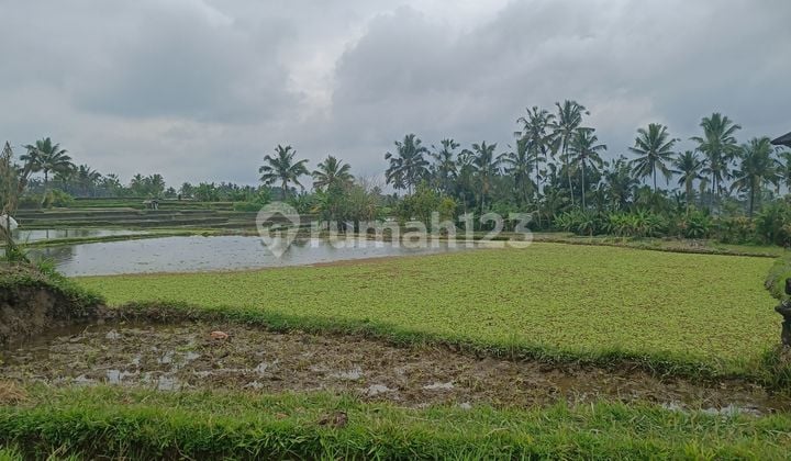 BEAUTIFUL TERRACED RICE VIEW LAND NORTH OF UBUD SUITABLE VILLA