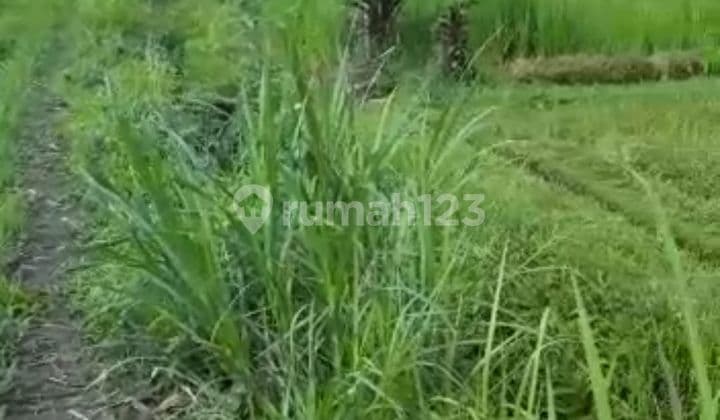 TANAH HARGA TER MURAH DI UBUD COCOK KAVLING/ VILLA