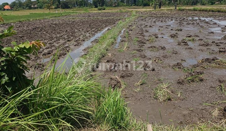 TANAH VIEW SAWAH DAN GUNUNG AGUNG KEREN LINGKUNGAN RESORT
