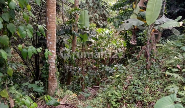 TANAH SEWA LOKASI DI CENTER UBUD COCOK VILLA DAN RESTORAN