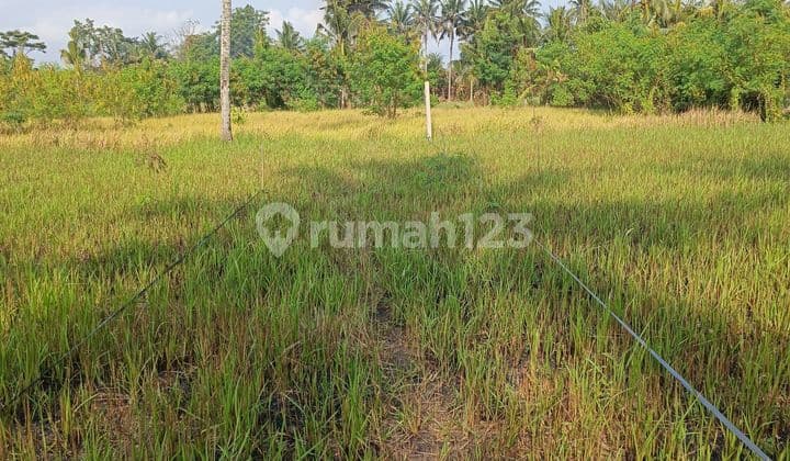 TANAH KAVLING MURAH DI LODTUNDUH UBUD LINGKUNGAN VILLA
