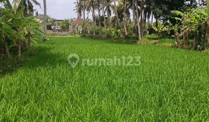 TANAH SEWA VIEW SAWAH KEREN LINGKUNGAN VILLA MEWAH