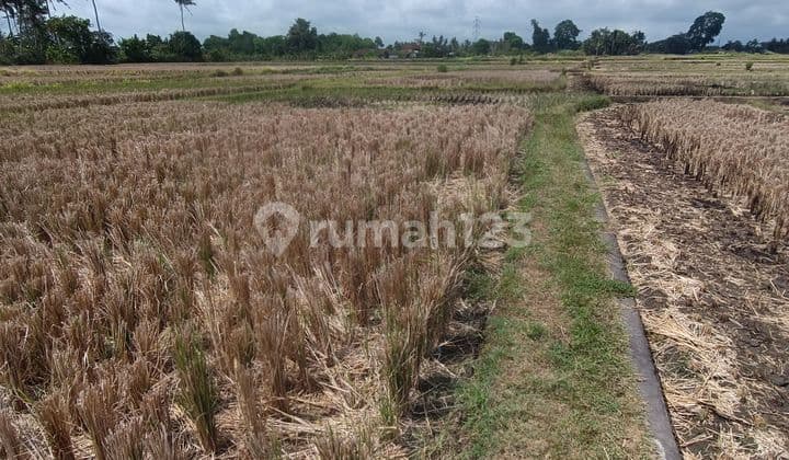 TANAH MURAH VIEW SAWAH ABADI DI UBUD COCOK VILLA RENTAL