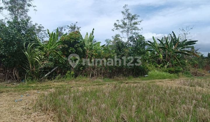 COOL RICE VIEW LAND SUITABLE FOR VILLA COMPLEX