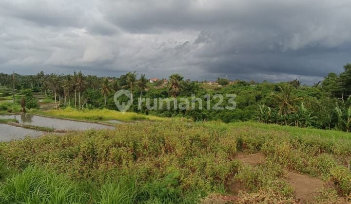 LAND VIEWING TERRACED RICE AND MOUNTAIN AGUNG