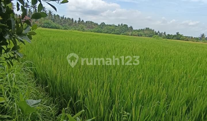 Tanah Sewa Zona Kuning View Sawah Sunset Lodtunduh Ubud