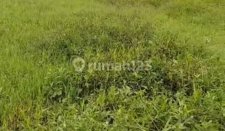 Tanah Sewa Central Ubud Pink Zona Siap Bangun Villa