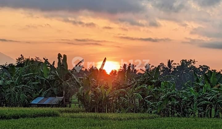 Tanah View Sawah Sunset Harga Murah di Ubud