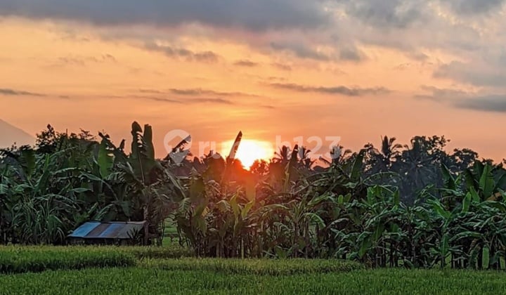 Rice Field Sunset View Land Cheap Price in Ubud