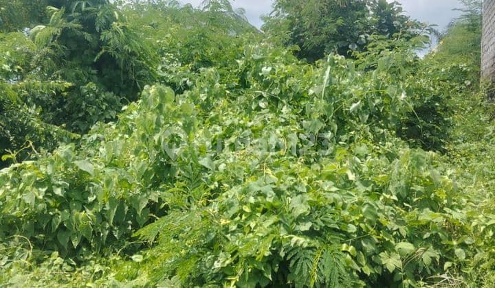 Tanah Murah Dkt Air Terjun Tegenungan Lingk Villa