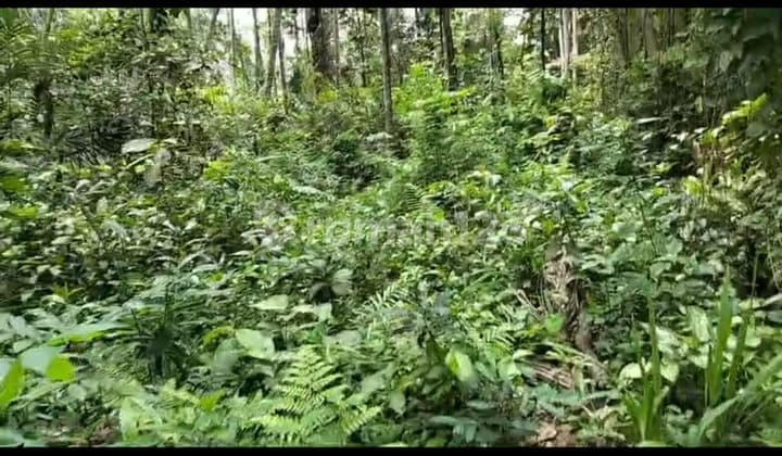 Tanah Sewa View Hutan Sayan Ubud Harga Murah
