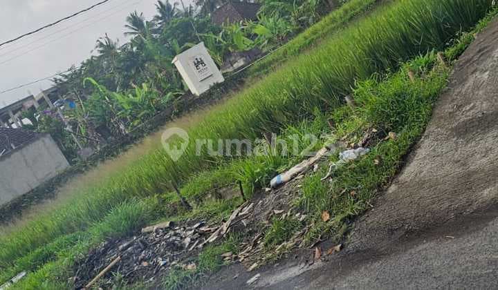 Tanah Sewa Siap Bangun Dekat Centreubud Zona Pink