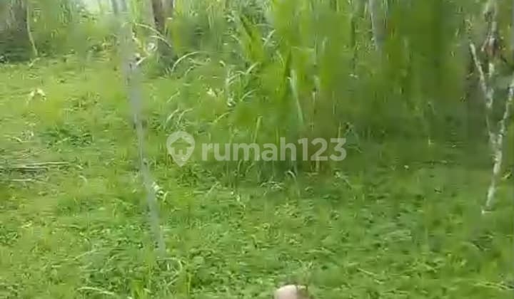 Tanah Murah Tampaksiring Siap Bangun Datar