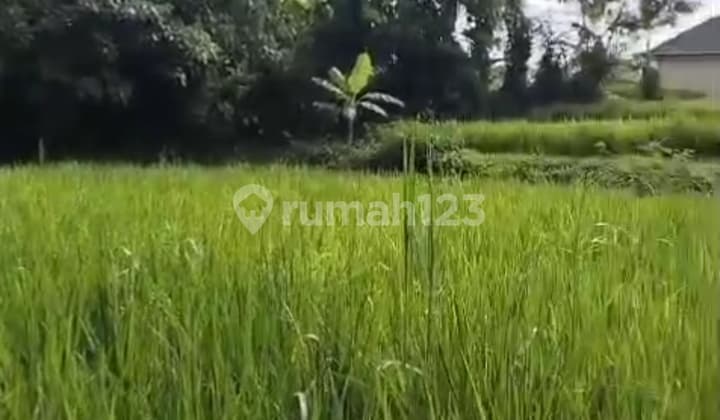 Tanah Sewa Zona Pink View Hutan Sawah Sungai Ubud