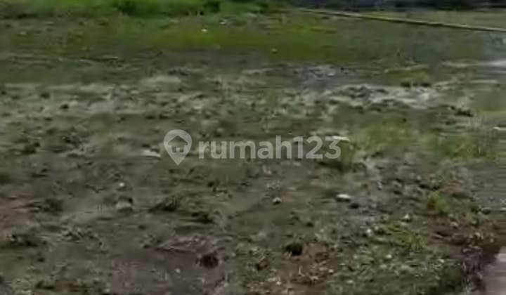 Tanah Bagus Di Umalas Cocok Vila Pribadi Dan Rental