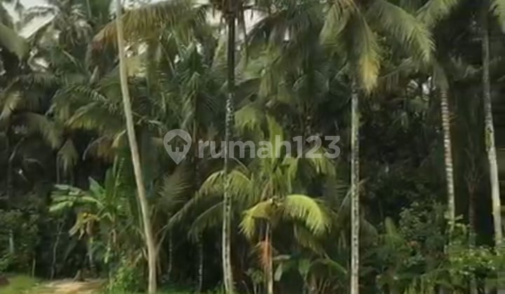 Affordable Land Suitable for Villa with Beautiful Views Pejeng Ubud