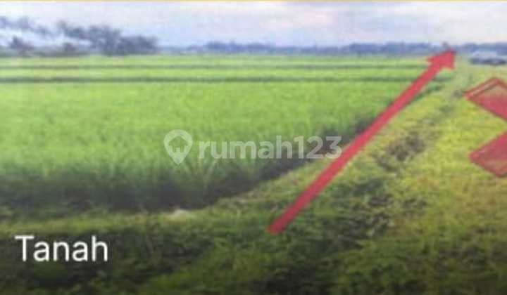 Tanah Super Murah Kerambitan Cocok Investasi Dan Vila
