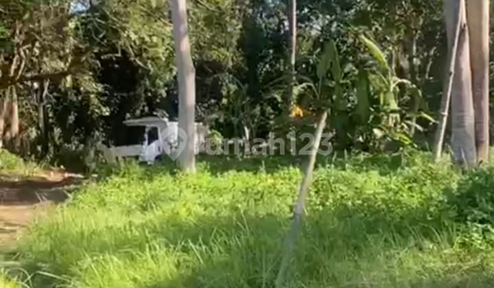 Tanah Kavling Sewa Mas Ubud View Sungai Hutan Dari 2-20 Are