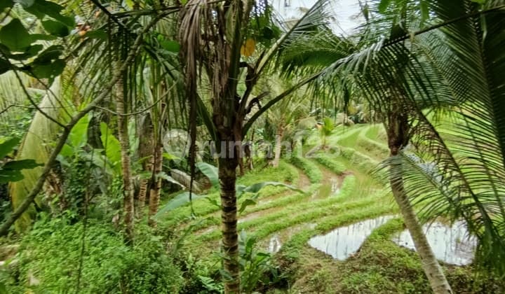 Tanah Murah View Sawah Hutan Gunung Jalan Mobil