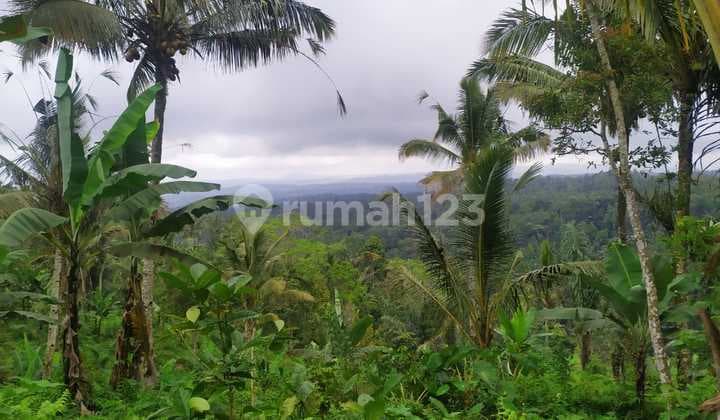 Kebun Durian View Laut Harga Murah Untuk Investasi