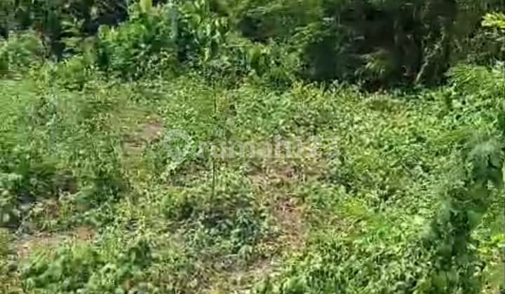 Tanan View Hutan Lembah Keren Cocok Villa Rental