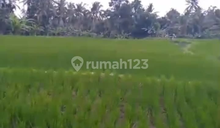 Beautiful Rice Field View Land in Penebel, Ideal for Private Villa