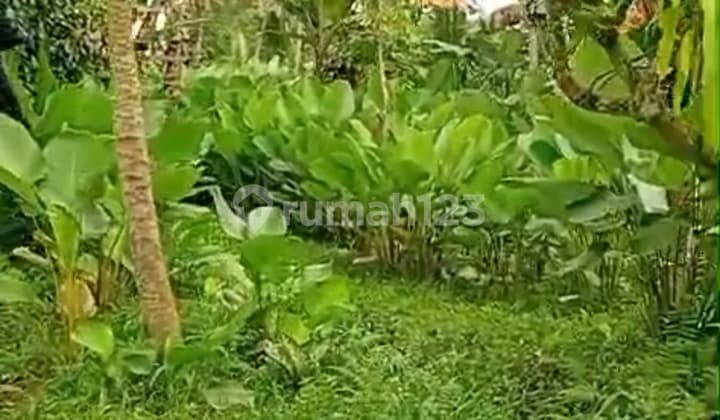 Tanah Murah Lingkungan Vila Marga Tabanan