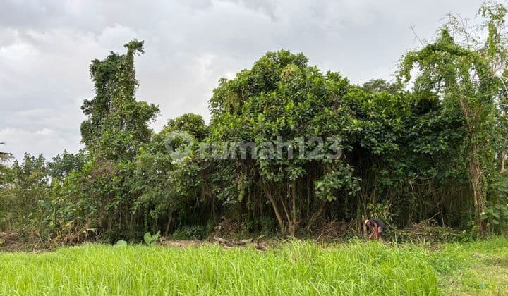 Tanah Bagus Untuk Investasi Harga Murah Di Ubud