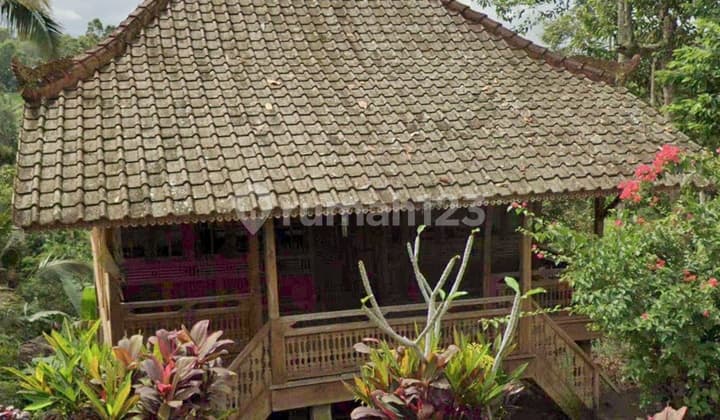 Rumah Kayu Bonus Kebun Durian dan Coklat di Penebel