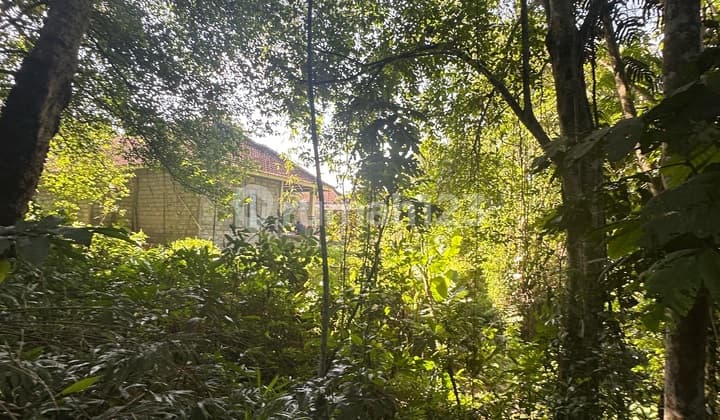 Tanah View Hutan Sungai Harga Murah Pejeng Kawan