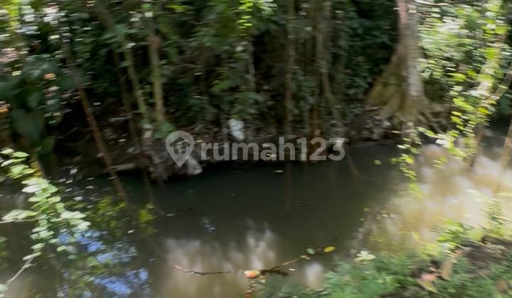 Tanah Sewa Los Sungai Hutan Harga Murah Mas Ubud