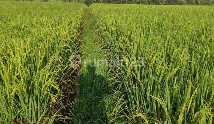 Jual Sawah Untuk Investasi Jangka Panjang Harga Murah Aja